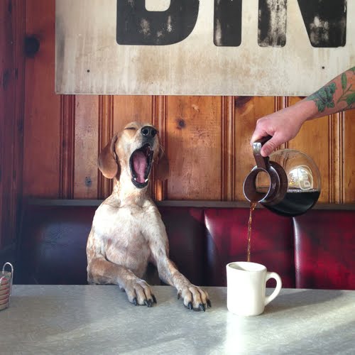 coffee-dog-maddie-on-things